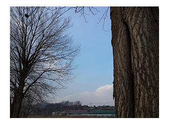 tree3